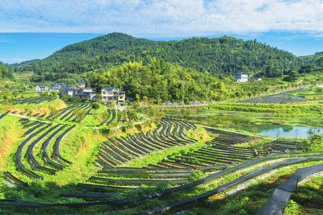 湘西茶博园  夏末除草培管  