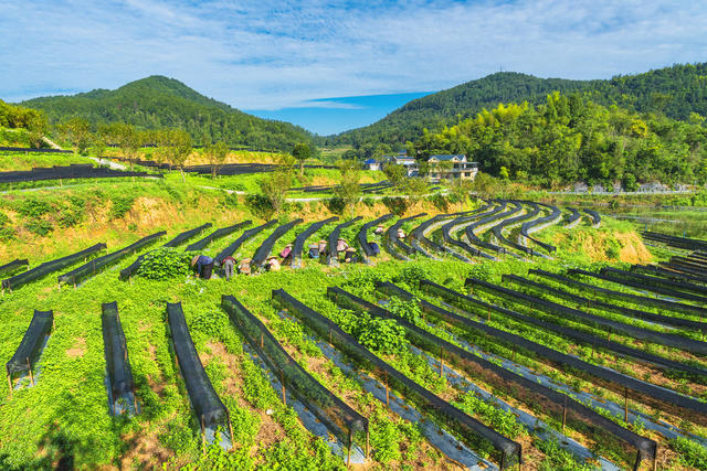 湘西茶博园  夏末除草培管  