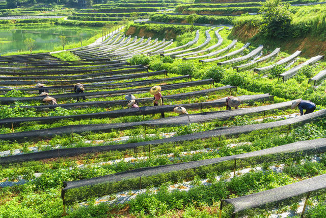 湘西茶博园  夏末除草培管  