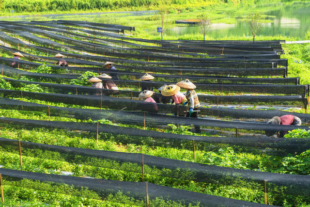 湘西茶博园  夏末除草培管  