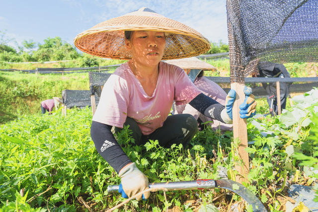 湘西茶博园  夏末除草培管  