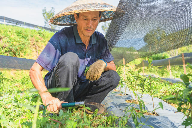 湘西茶博园  夏末除草培管  