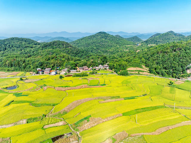 梯田  中稻  丰收  