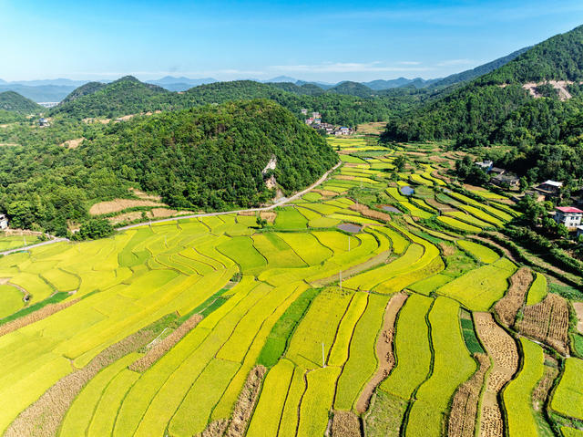 梯田  中稻  丰收  