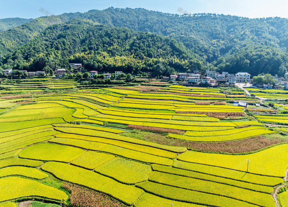 梯田  中稻  丰收  