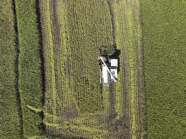 立秋  农事 农业生产  水稻收割 晾晒农作物