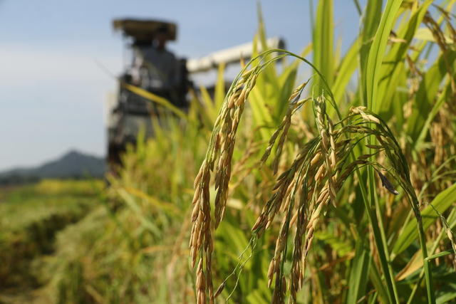 立秋  农事 农业生产  水稻收割 晾晒农作物