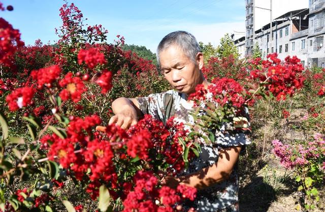 “美丽”产业助增收