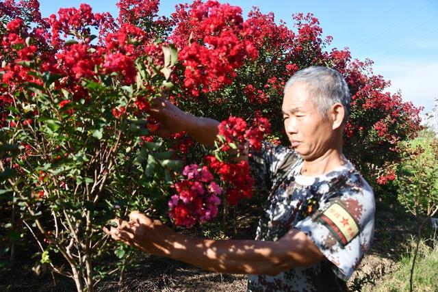 “美丽”产业助增收