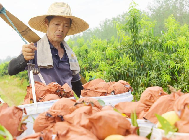 农业  果树种植  黄桃  无公害生产  立秋节气  采摘旺季