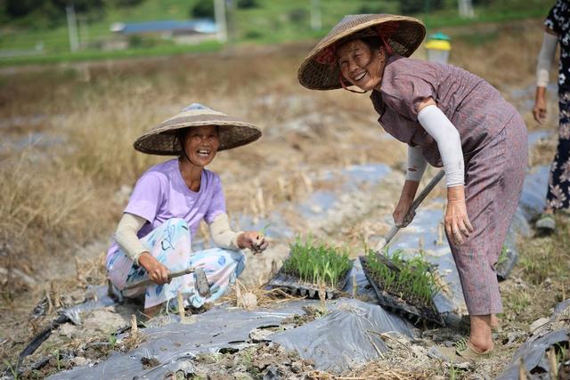 玉米 水果玉米 种植 农民 产业