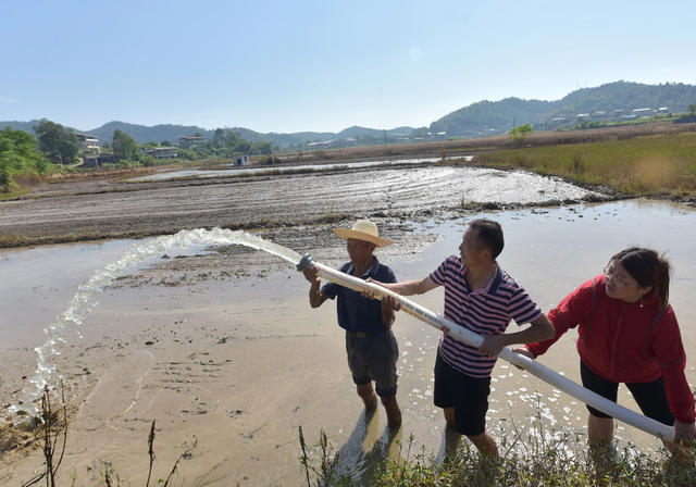 抗旱   救灾  晚稻  党员干部  干群关系  抽水