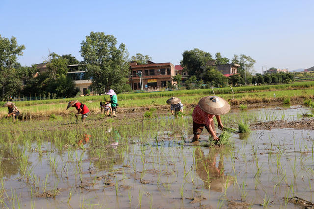 农机  水田  农民  立秋  插秧  播种