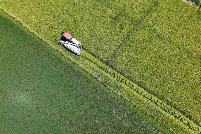 立秋 秋收 水稻 收割机 丰收