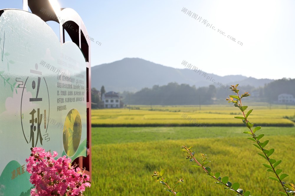 乡村  田园  生态环境  立秋  节气