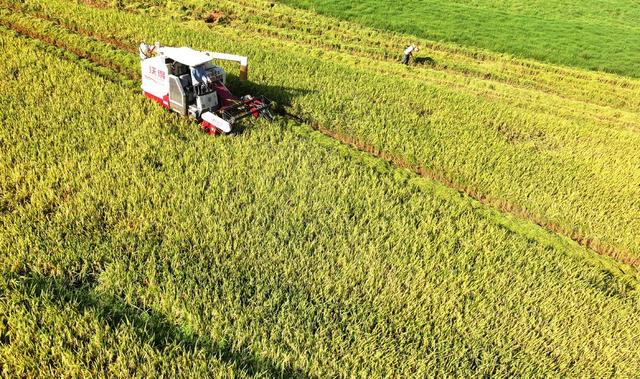 立秋 中稻 收割