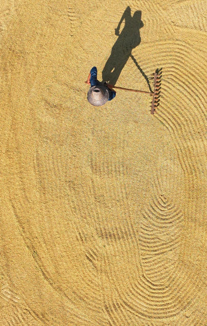 立秋 中稻 收割