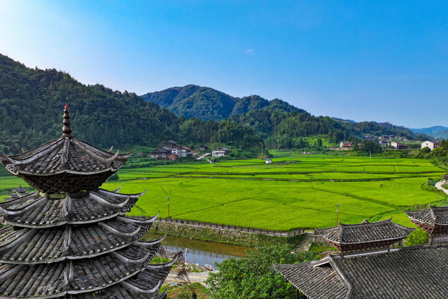 
水稻 立秋 稻谷 乡村 农田 田园 