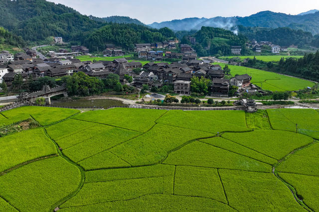 
水稻 立秋 稻谷 乡村 农田 田园 
