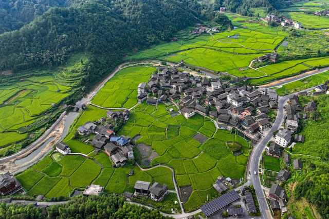 
水稻 立秋 稻谷 乡村 农田 田园 