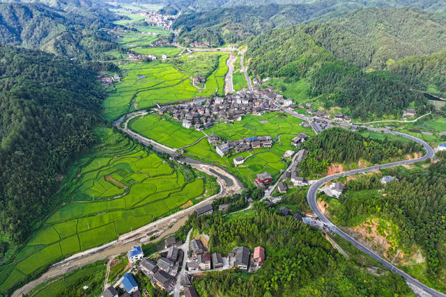 
水稻 立秋 稻谷 乡村 农田 田园 
