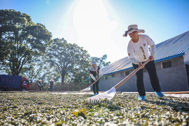 药材 瑶族药浴 非物质文化遗产 非遗 中药 瑶浴 晾晒