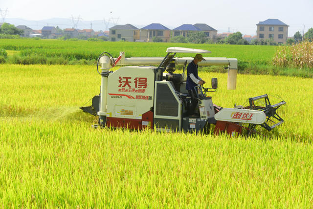 二十四节气  立秋  粮食生产  中稻蓄再生稻  收割机  烘干厂
