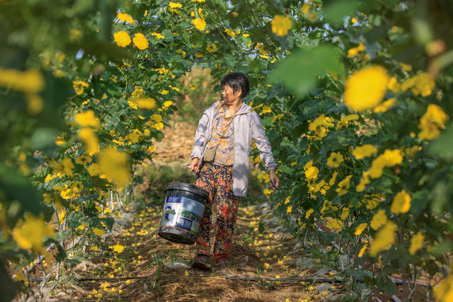 湖南，湘西，节气，立秋，农事，农时，忙碌