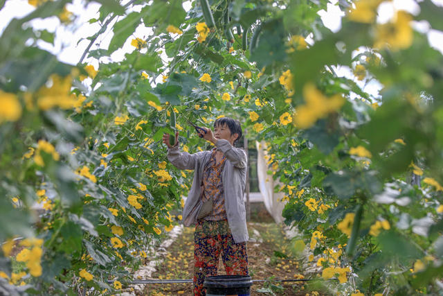 湖南，湘西，节气，立秋，农事，农时，忙碌