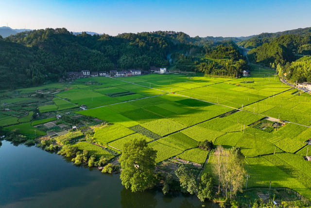 稻田 田园 乡村 江南 小镇 立秋 成熟