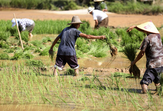 抗洪救灾 抢插晚稻 生产自救 恢复生产 重建家园