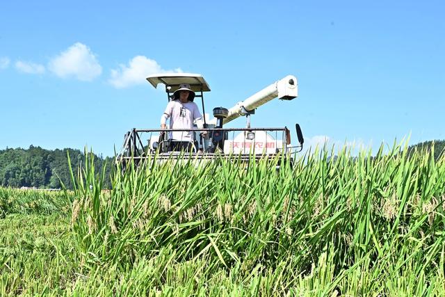 再*生*稻*获*丰*收