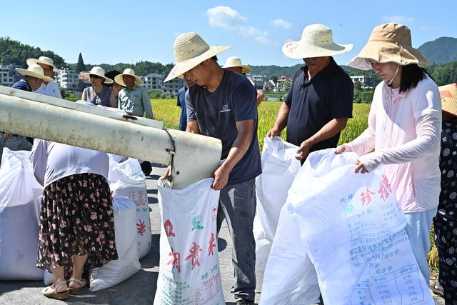 再*生*稻*获*丰*收