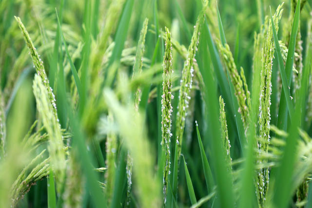 水稻 稻花 丰收  吐穗 扬花
