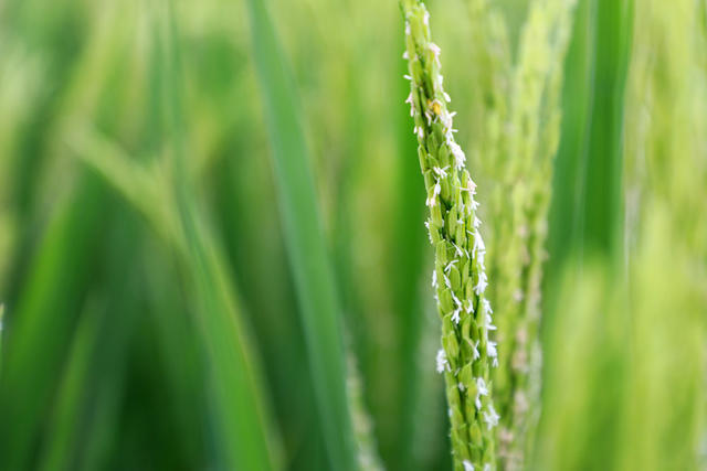 水稻 稻花 丰收  吐穗 扬花