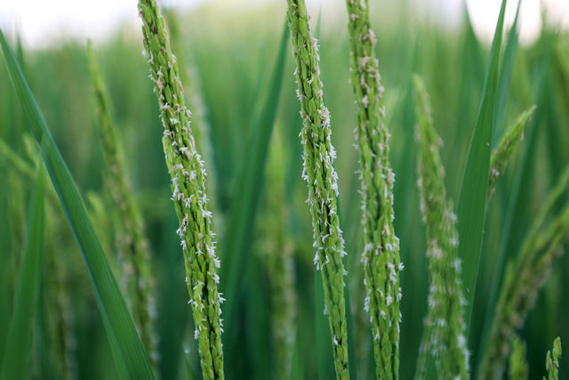 水稻 稻花 丰收  吐穗 扬花