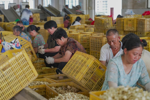 湖南 隆回 龙牙百合