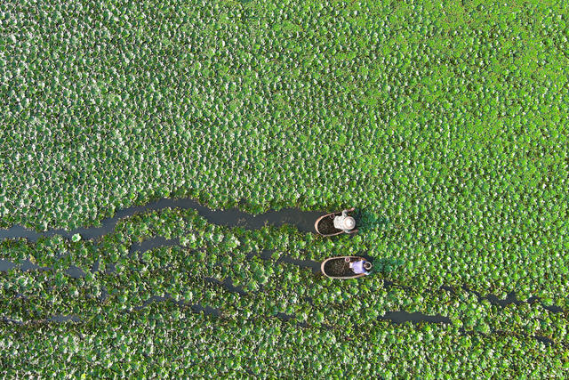 丰收   菱角   经济  农业  村民    水产   果蔬   