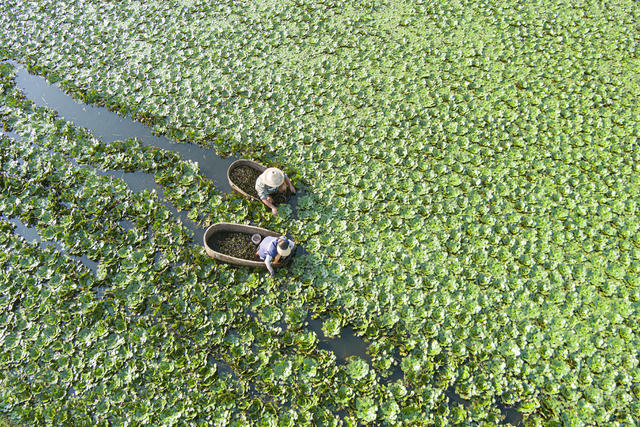 丰收   菱角   经济  农业  村民    水产   果蔬   
