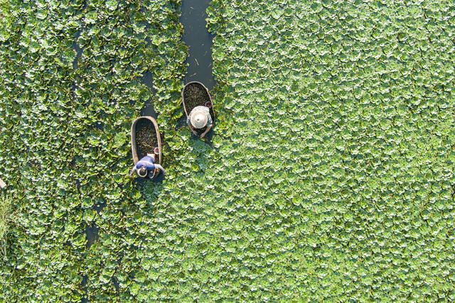 丰收   菱角   经济  农业  村民    水产   果蔬   