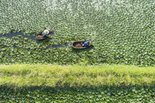 丰收   菱角   经济  农业  村民    水产   果蔬   