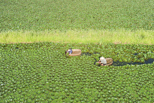 丰收   菱角   经济  农业  村民    水产   果蔬   