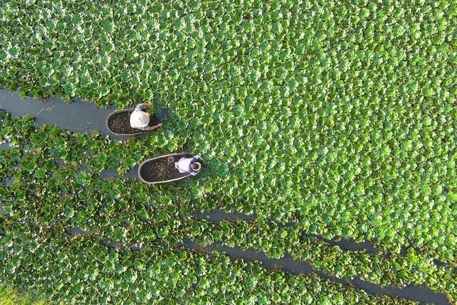 丰收   菱角   经济  农业  村民    水产   果蔬   