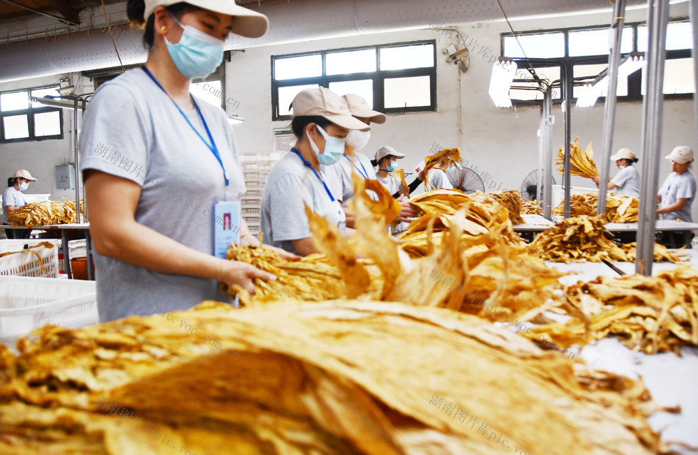  收购“黄金叶”    助农增收忙  