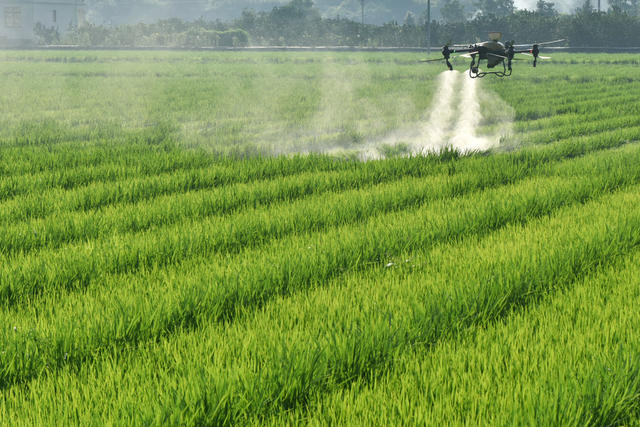 水稻育种管护忙