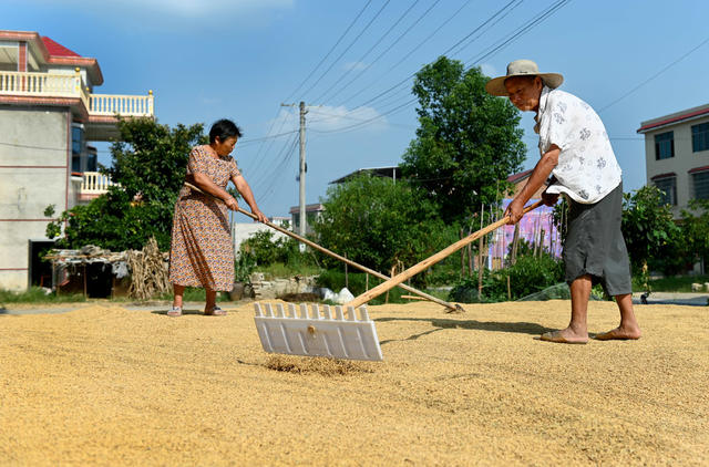 晒稻谷，粮食生产，收获，晾晒，农业，农村，农民，颗粒归仓，天气，丰产丰收