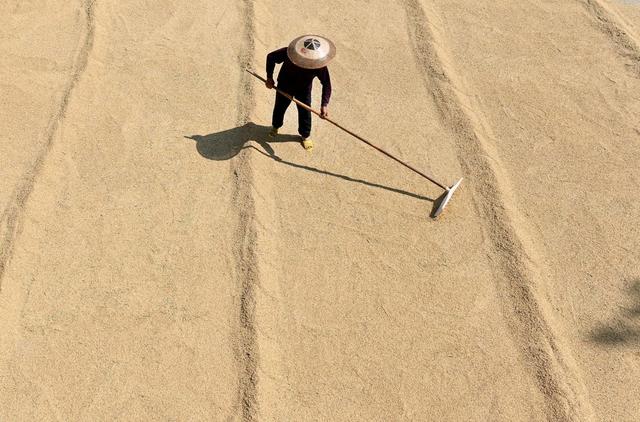 晒稻谷，粮食生产，收获，晾晒，农业，农村，农民，颗粒归仓，天气，丰产丰收