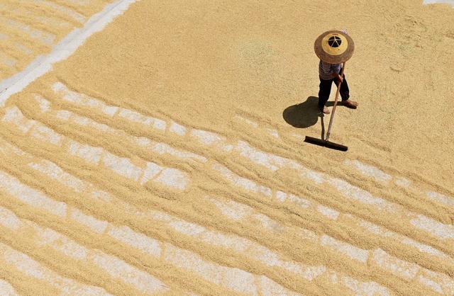 晒稻谷，粮食生产，收获，晾晒，农业，农村，农民，颗粒归仓，天气，丰产丰收