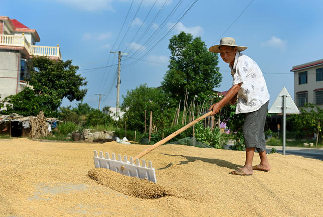 晒稻谷，粮食生产，收获，晾晒，农业，农村，农民，颗粒归仓，天气，丰产丰收