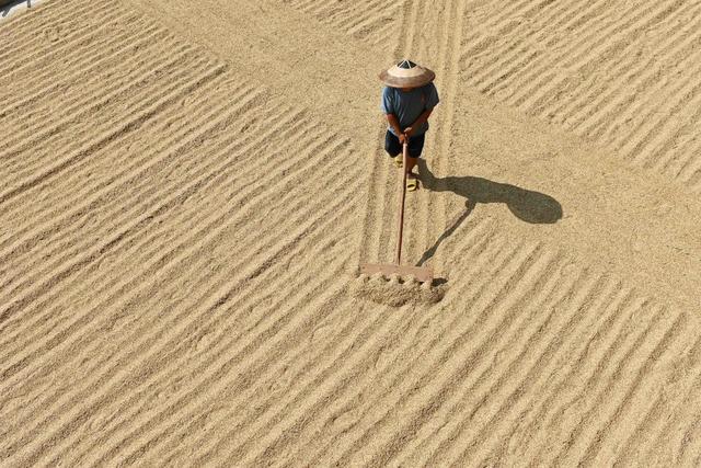 晒稻谷，粮食生产，收获，晾晒，农业，农村，农民，颗粒归仓，天气，丰产丰收